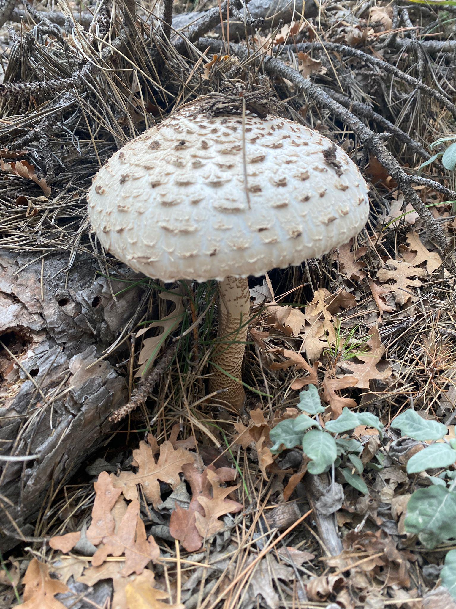 Parasol Mushroom (Macrolepiota procera) - Large convex cap with brown scales, Snake-skin pattern on stem, Double, moveable ring, Bulbous base, White flesh