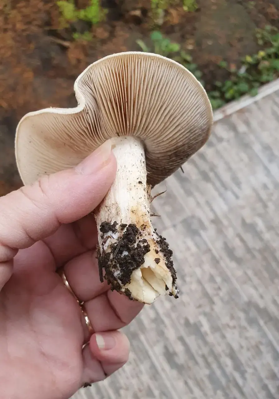Livid Pinkgill (Entoloma sinuatum) - Off-white to pale tan, silky cap with a wavy margin, Crowded, yellowish-cream gills that turn pink with age, Thick, fibrous stem, often lacking a ring, Stout, robust overall appearance