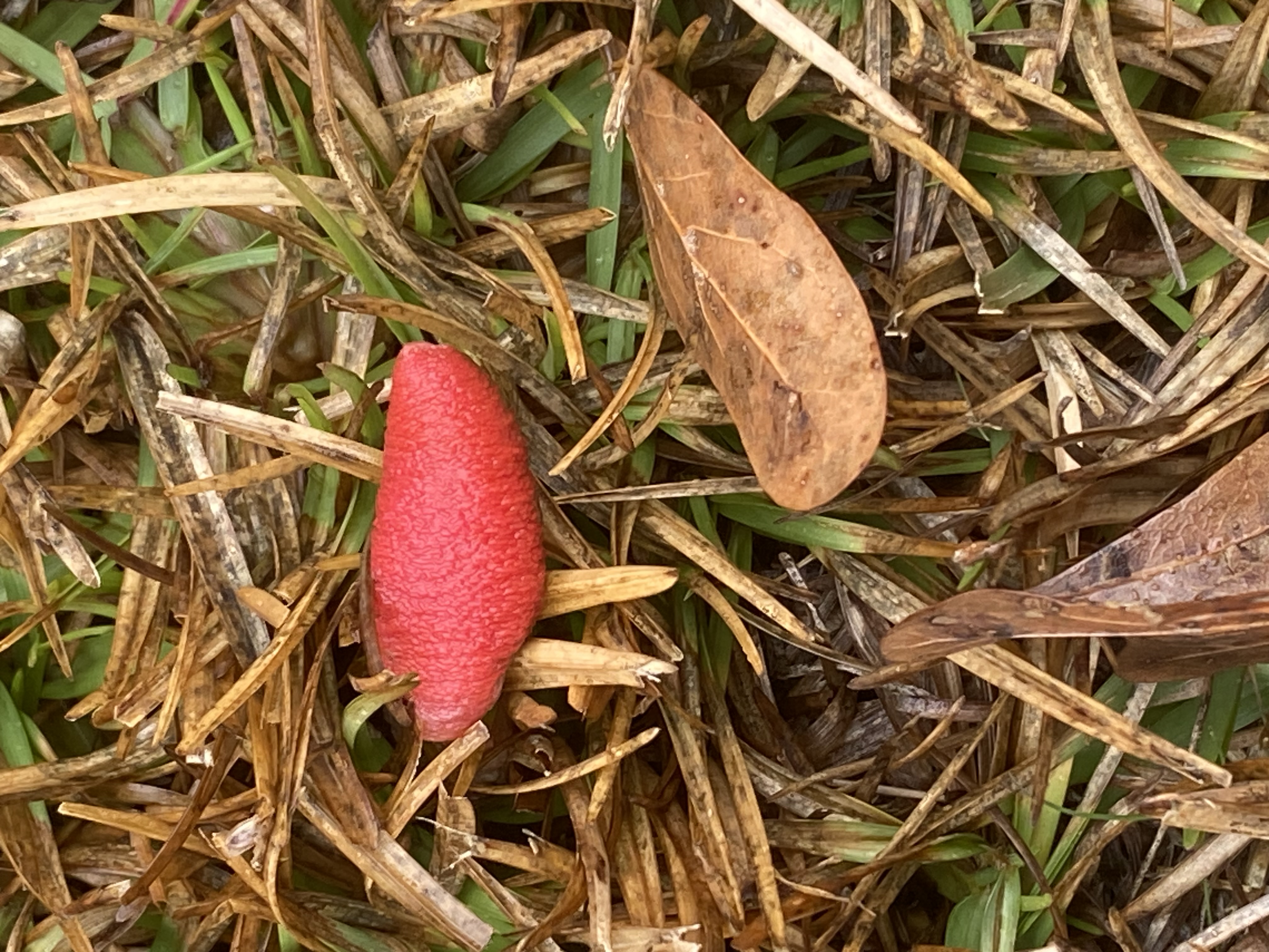 Red Raspberry Slime Mold (Tubifera ferruginosa) - Bright red to pinkish-red color, Bumpy, raspberry-like surface, Grows on decaying organic matter, Lacks a distinct cap, gills, or stem