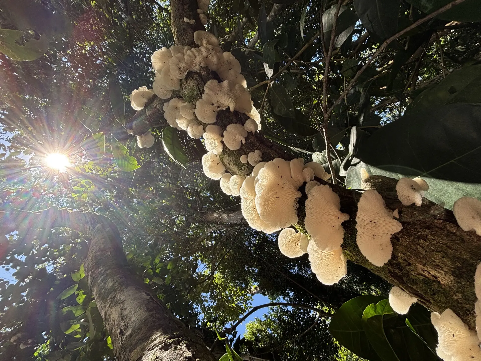 Hexagonal-pored Polypore (Neofavolus alveolaris) - Sessile or short-stalked bracket shape, Pore surface composed of large, angular, hexagonal pits, White to pale cream coloration, Growth exclusively on dead hardwood