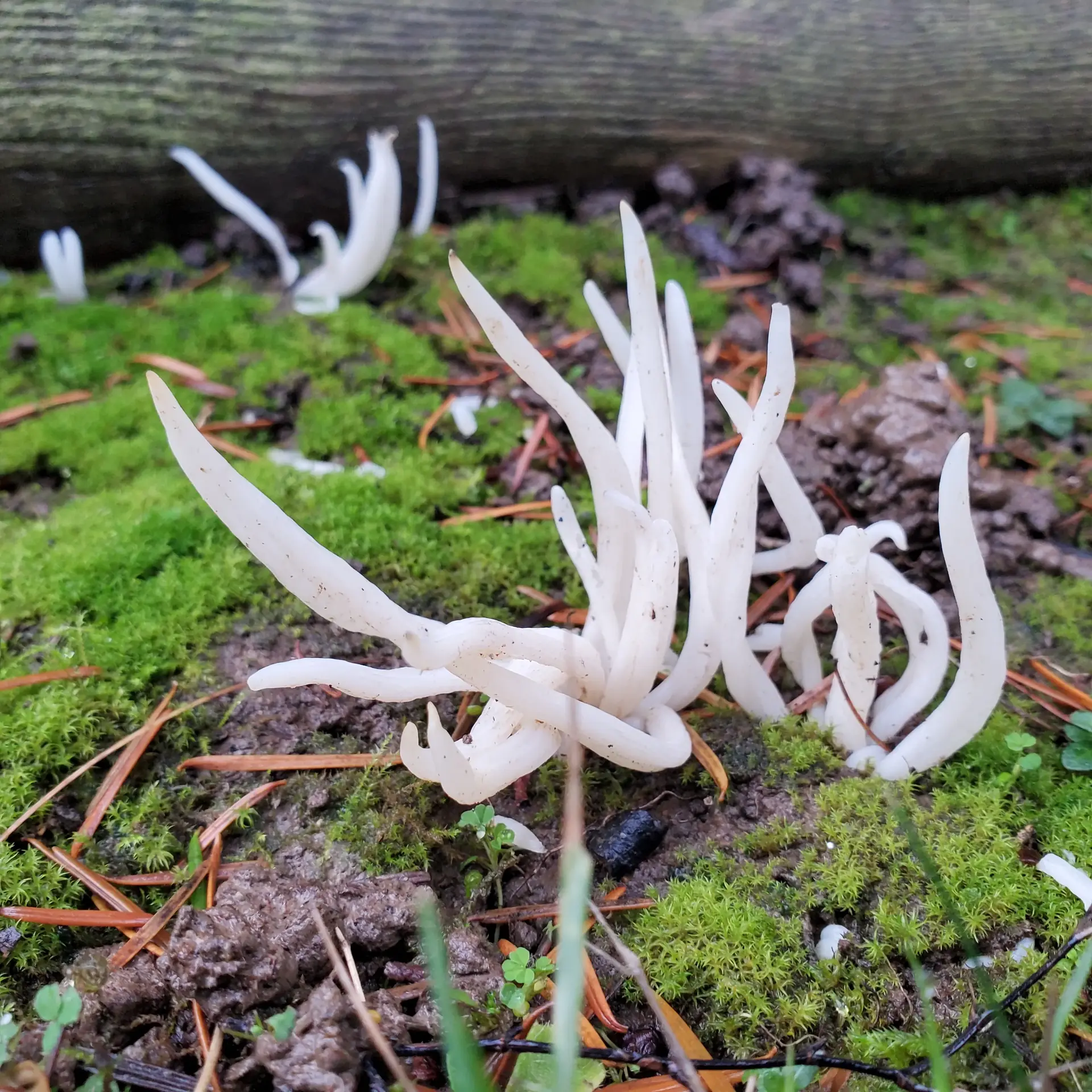 White Worm Coral (Clavaria vermicularis) - Pure white, unbranched, cylindrical fruiting bodies, Tips are pointed or slightly blunt, Rubbery or waxy texture when fresh, Grows densely clustered (cespitose), Arising directly from soil or moss