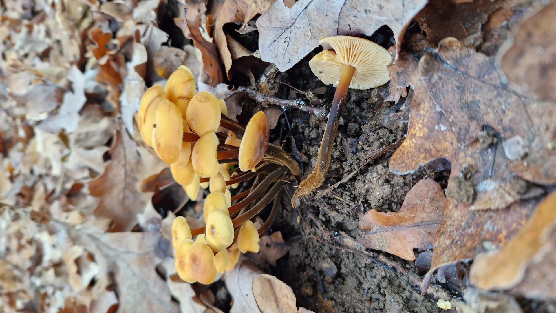 Velvet Shank (Flammulina velutipes) - Viscid, slimy, yellow-orange to tawny cap, Grows clustered on wood (stumps, logs, roots), Stem tough, slender, dark brown to blackish at base, Stem base covered in fine, dark velvet hairs (velutinous), Fruiting occurs late autumn through winter