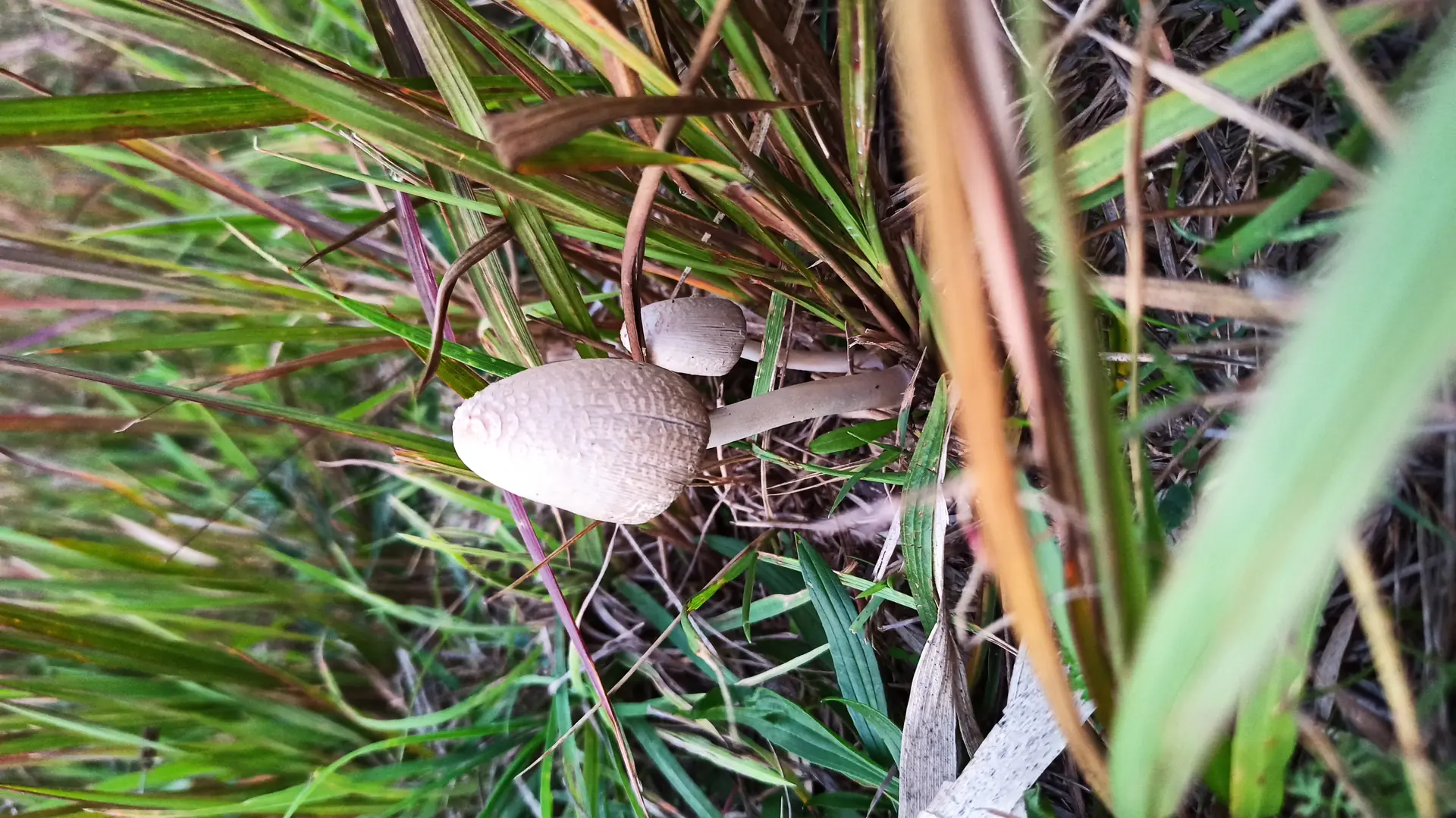 Common Inkcap (Coprinopsis atramentaria) - Ovoid to bell-shaped greyish cap, Gills liquefying into black ink, Slender, white, hollow stem, Fine brownish-grey scales on cap surface, Found in grassy areas or near wood