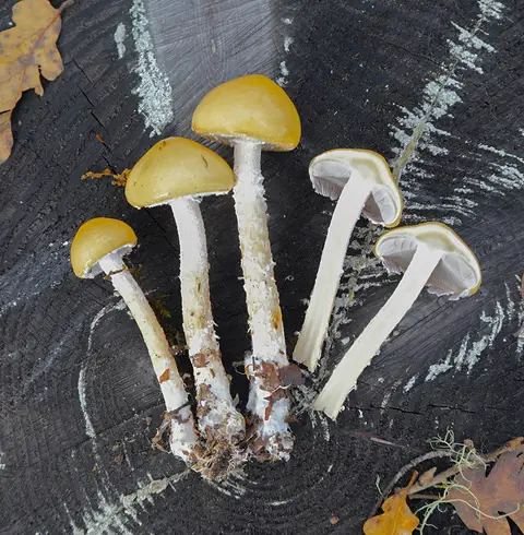 Questionable Stropharia (Stropharia ambigua) - Viscid yellow to golden cap, Densely shaggy white floccose stem, White appendiculate veil fragments on cap edge, Gills turning dark purplish-brown, White, non-staining flesh