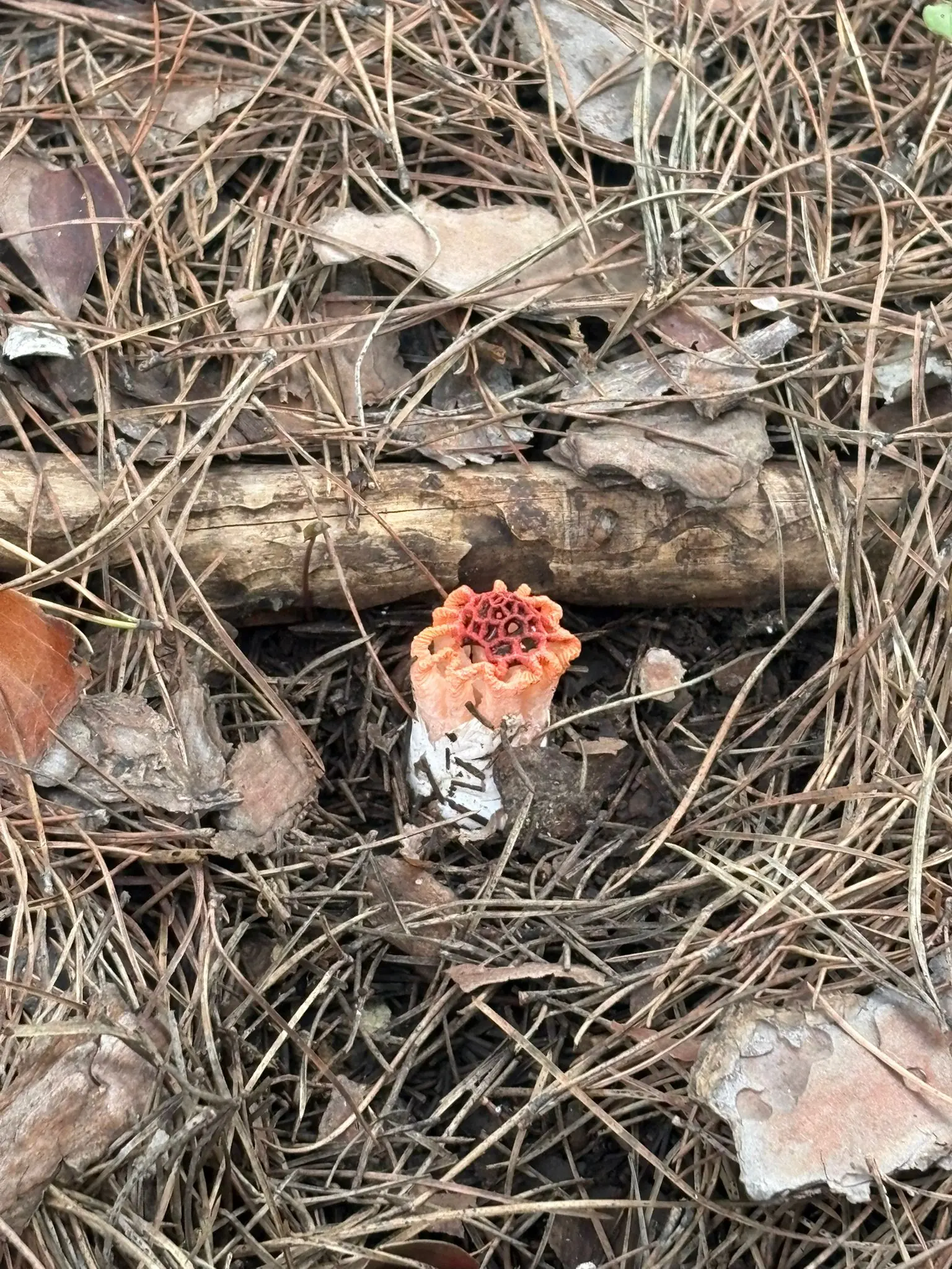 Red Lattice Stinkhorn (Colus hirudinosus) - White basal volva (egg-like base), Short, spongy orange-to-red stalk, Vertical columns joined at the apex, Red net-like (clathrate) lattice at the top, Dark, slimy, foul-smelling spore mass