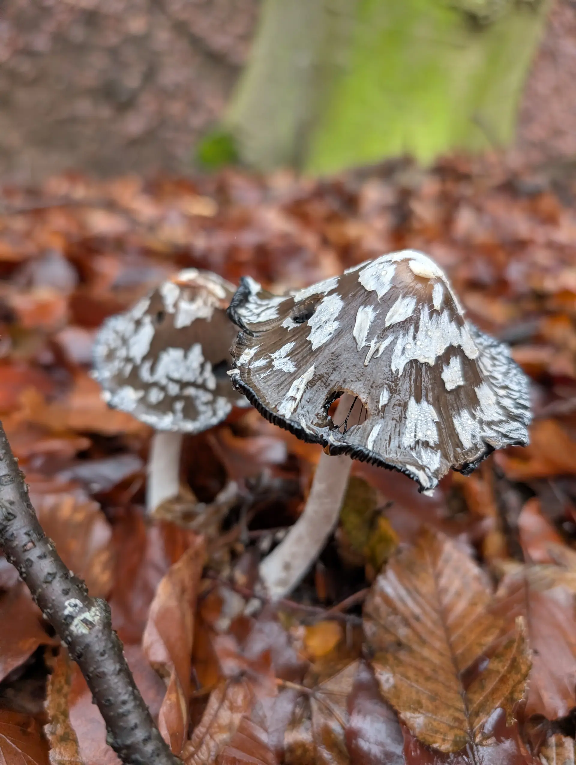 Magpie Ink Cap (Coprinopsis picacea) - Bell-shaped dark brown to black cap, Large white woolly veil patches, Deliquescing (liquefying) black gills, Smooth white hollow stem, Association with deciduous leaf litter