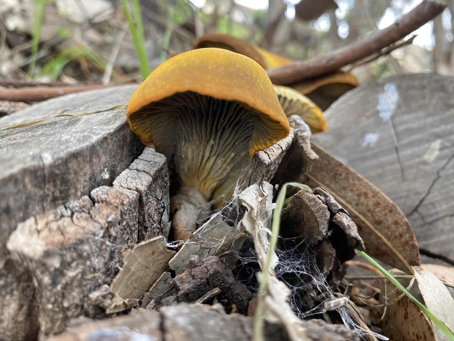 Western Jack O' Lantern (Omphalotus olivascens) - Deeply decurrent yellowish gills, Olive-orange to bronze-orange cap, Dense clusters on hardwood stumps, Blade-like true gills, Yellow-orange internal flesh