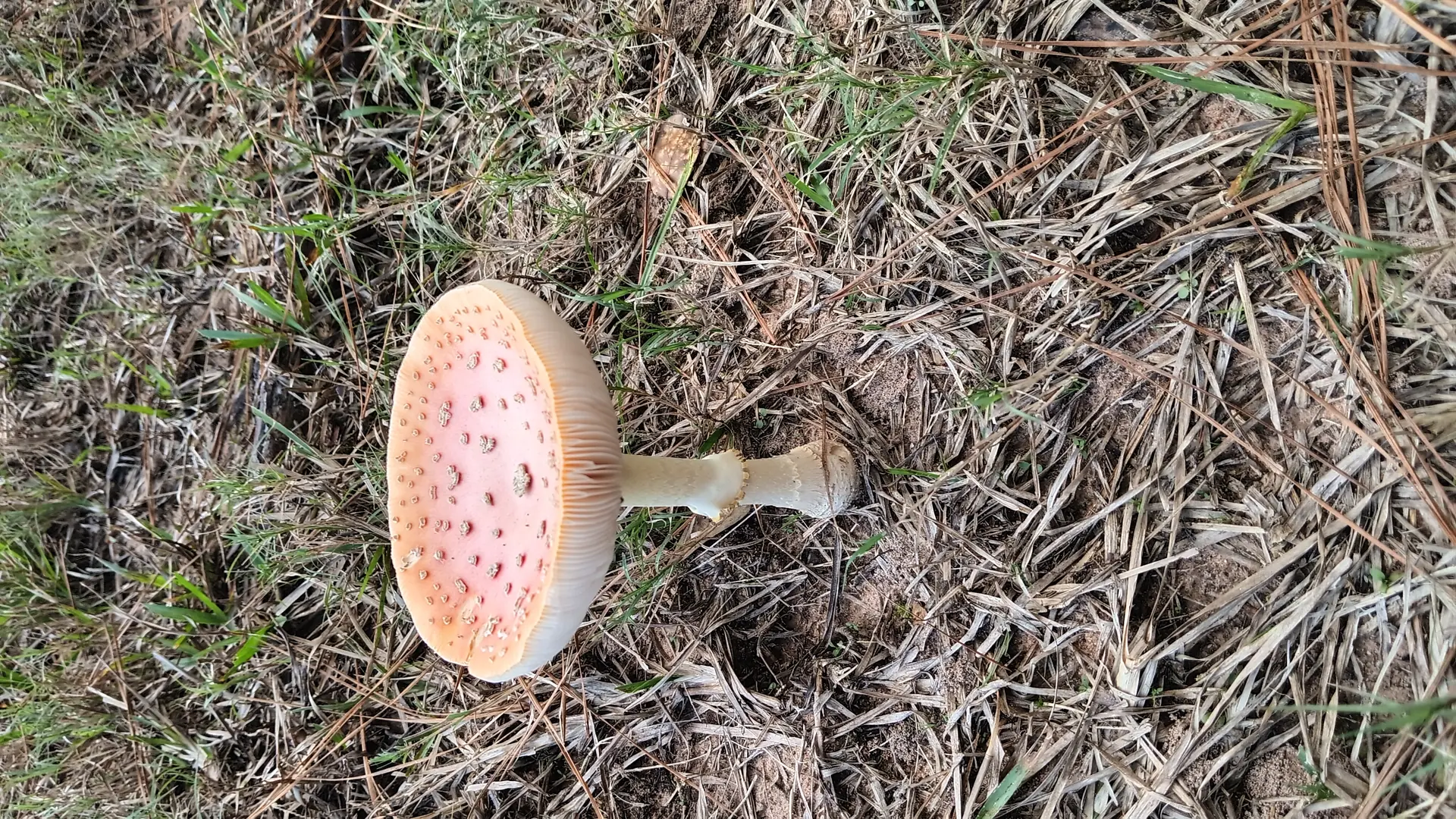 Peach-colored Fly Agaric (Amanita persicina) - Peach to reddish-orange cap, Yellowish-white warts on cap surface, Distinctly striate (grooved) cap margin, Persistent white ring (annulus) on stem, Bulbous stem base with volval remnants