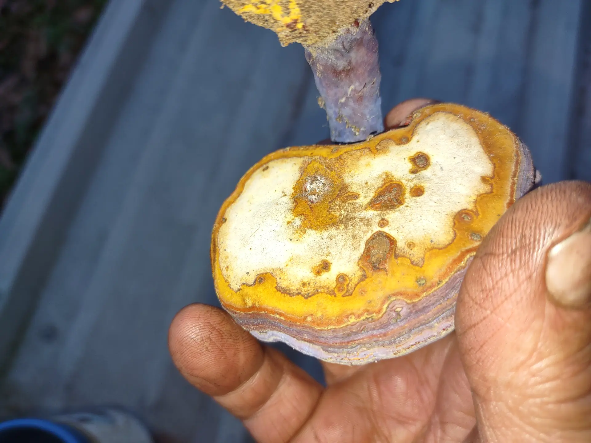 Curtis's Reishi (Ganoderma curtisii) - Varnished, laccate cap surface, Concentric rings of red, purple, and yellow, Tough, woody lateral stem (stipe), Creamy white to tan pore surface, Emerges from buried hardwood roots