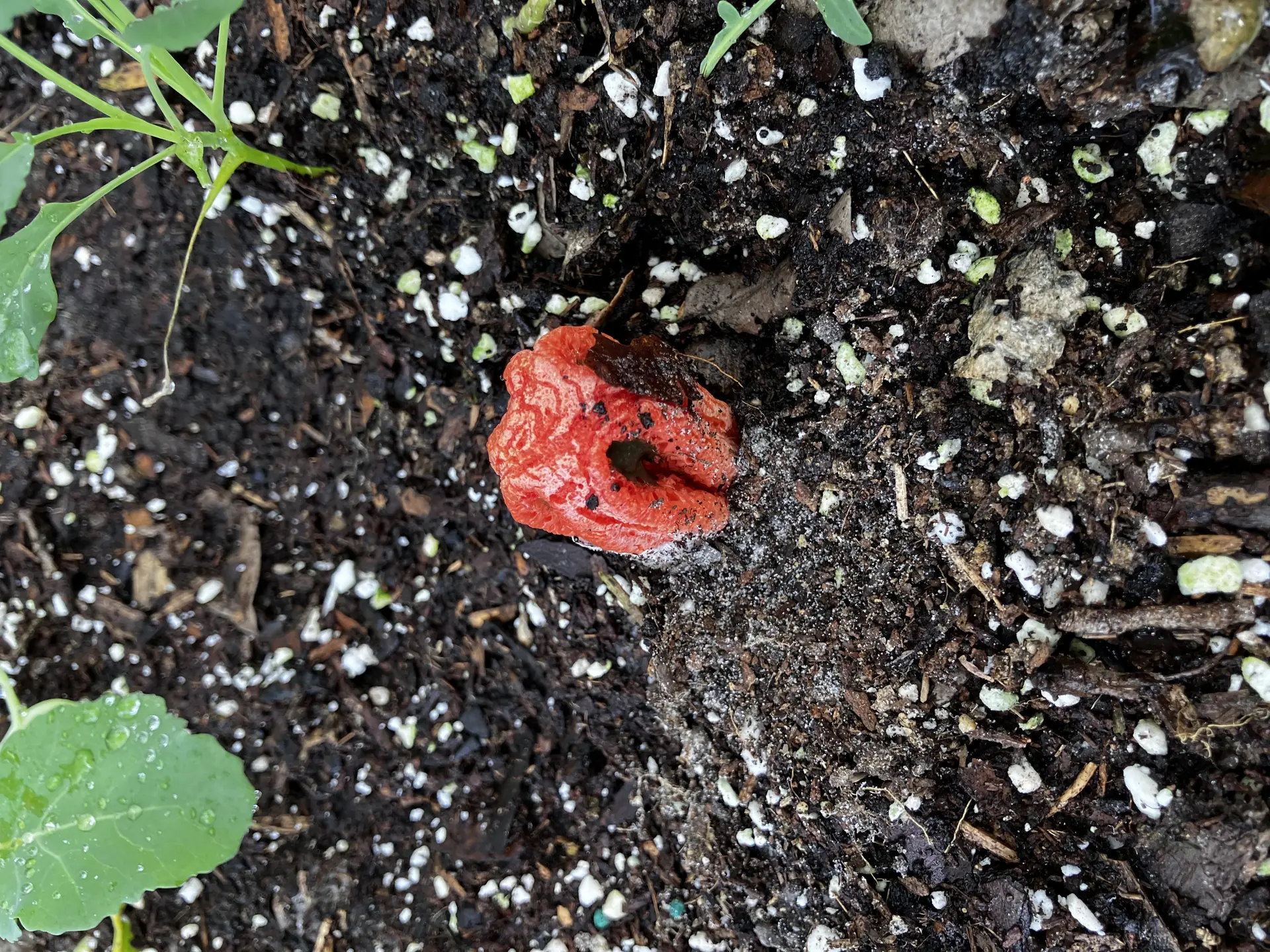 Column Stinkhorn (Clathrus columnatus) - Reddish-orange vertical columns, Columns fused together at the top, Dark olive-green slimy gleba on inner arms, Emerges from a white, egg-like base, Strong odor of decaying flesh