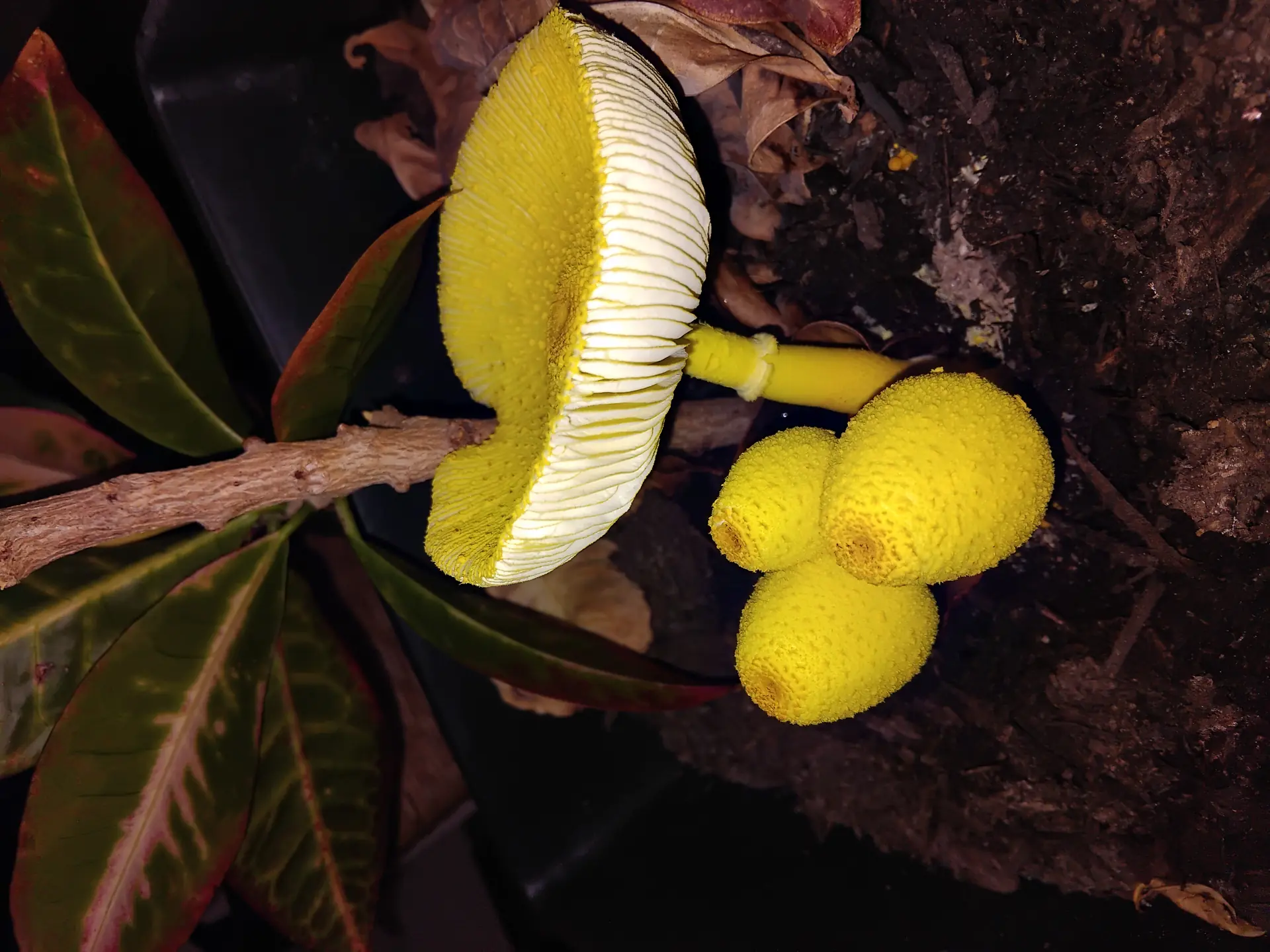 Flowerpot Parasol (Leucocoprinus birnbaumii) - Vibrant sulfur-yellow coloration, Mealy or powdery texture on cap surface, Slender stem with a fragile ring (annulus), Pale yellow gills that are free from the stem, Oval to bell-shaped cap profile