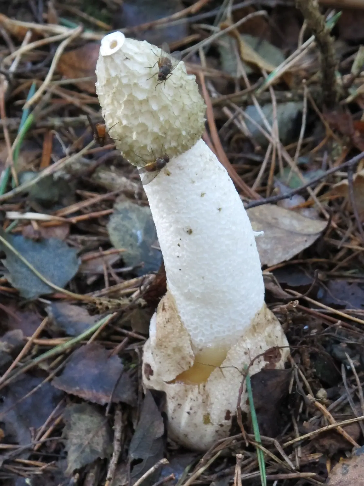 Common Stinkhorn (Phallus impudicus) - Reticulated (pitted) conical head, Spongy, hollow white stalk, Gelatinous volva at the base, Strong, carrion-like odor, Presence of carrion-feeding insects