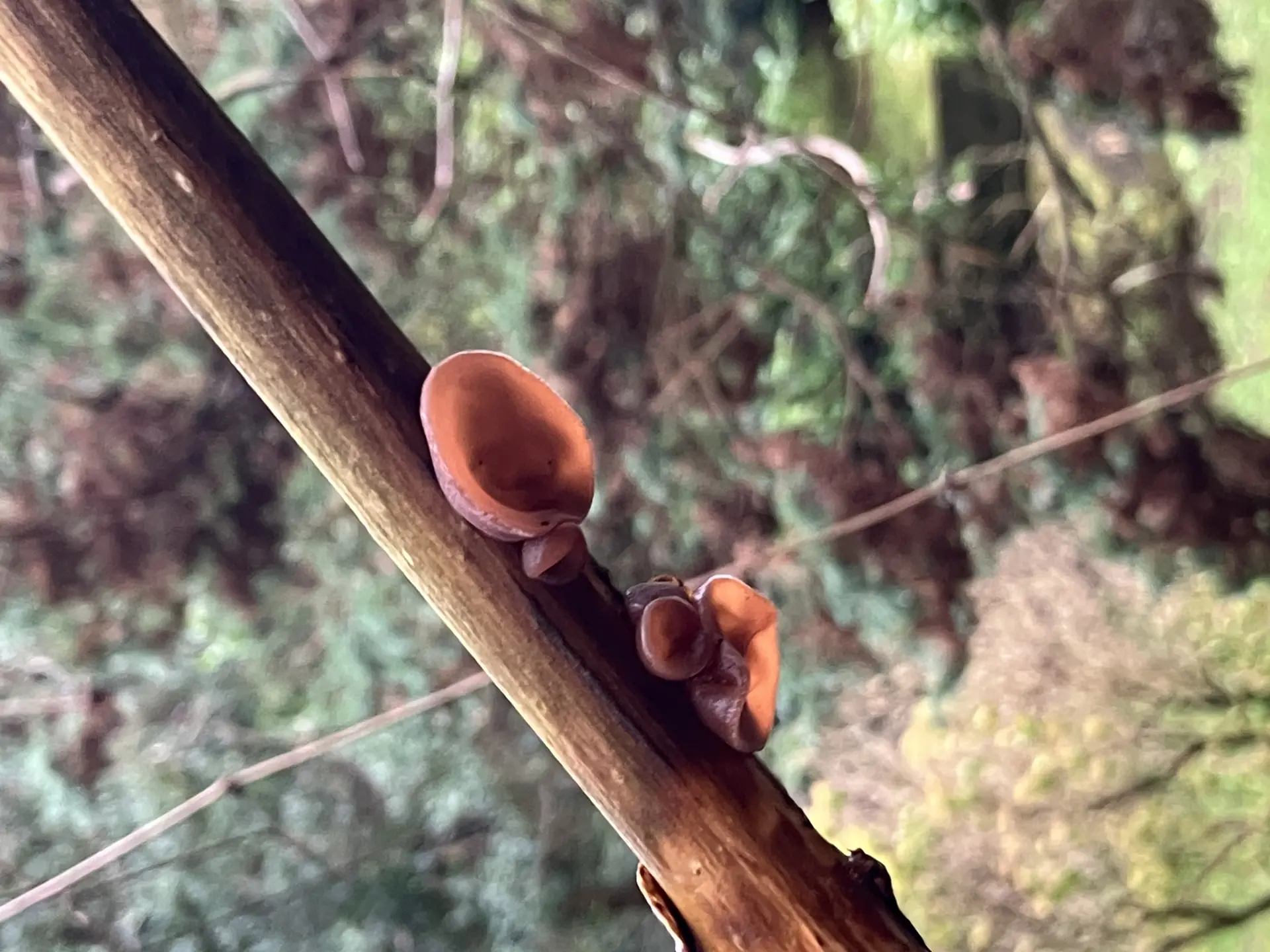 Jelly Ear (Auricularia auricula-judae) - Ear-shaped morphology, Gelatinous, rubbery texture, Reddish-brown to tan color, Attached directly to deciduous wood, Velvety outer surface
