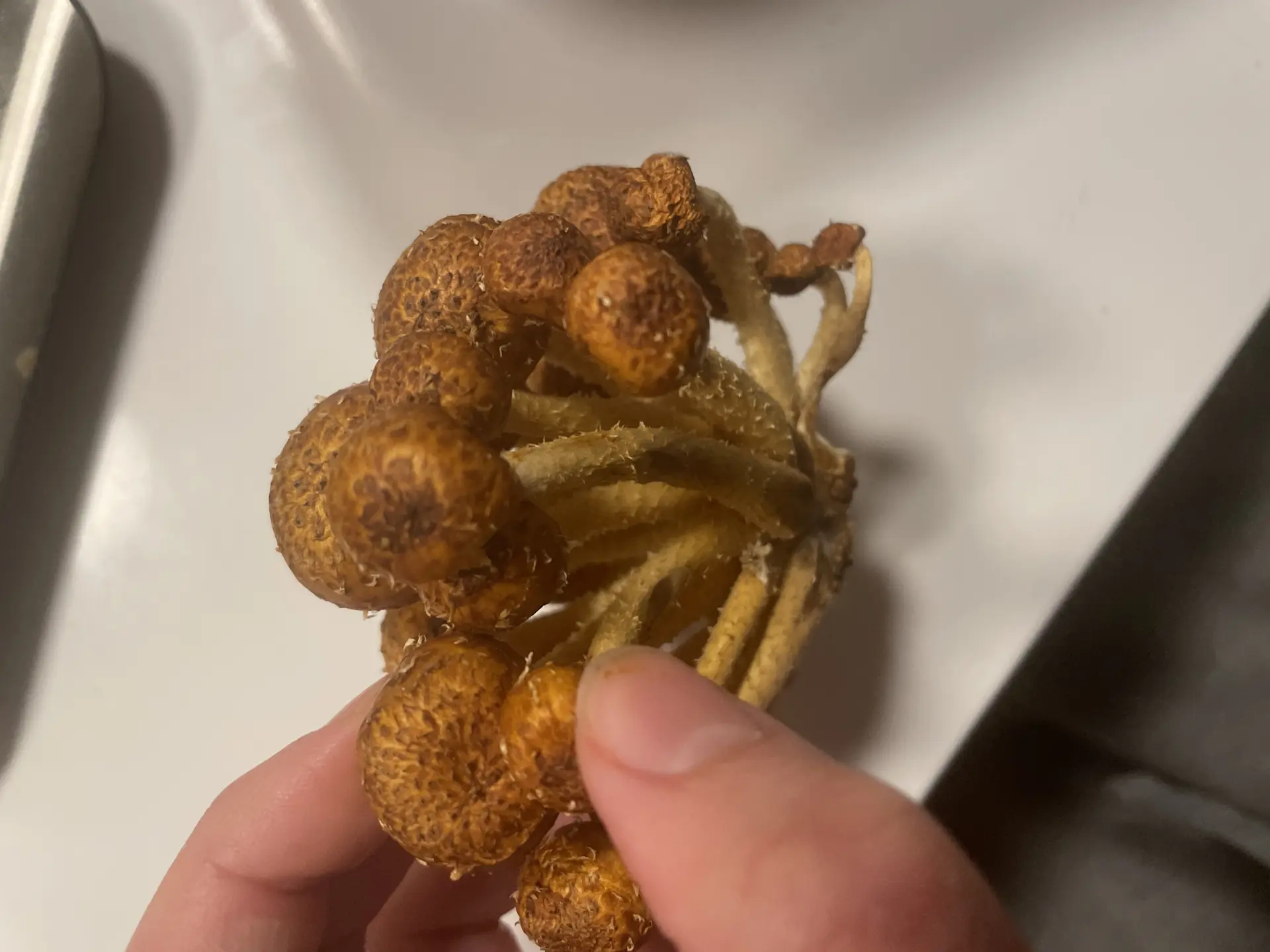 Shaggy Scalycap (Pholiota squarrosa) - Prominent dry recurved scales on cap, Scaly stem below the ring zone, Densely clustered growth habit, Yellowish-brown adnate gills, Golden-brown to tawny cap color