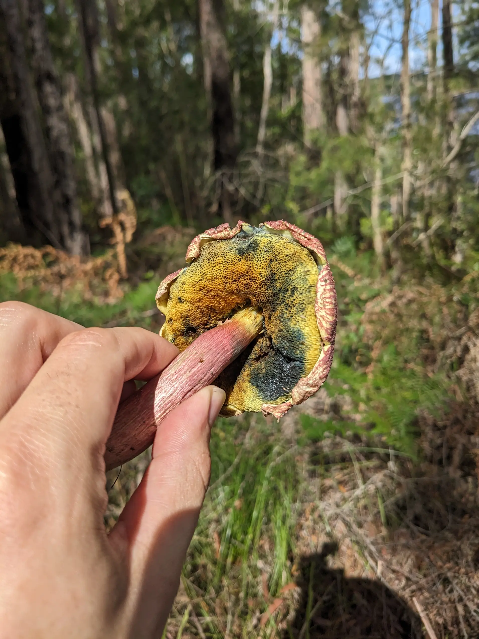 Shaggy-cap Bolete (Boletellus emodensis) - Purplish-red cap with deep cracks exposing yellow flesh, Yellow spongy pores that rapidly stain dark blue/black, Appendiculate margin with veil remnants, Reddish, longitudinally striate stem