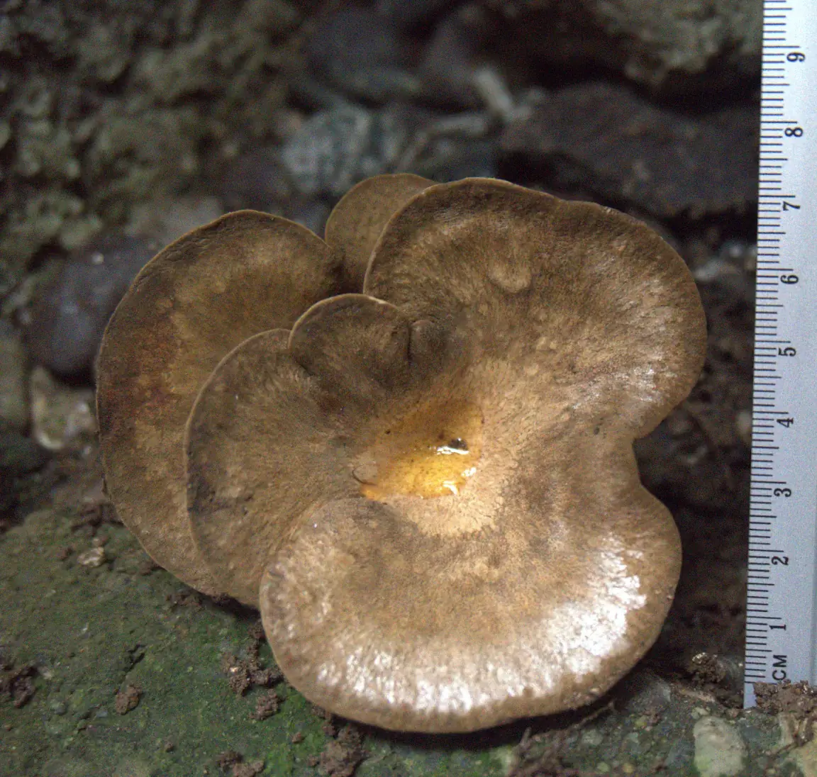Yellowfoot Chanterelle (Craterellus tubaeformis) - Funnel-shaped brown to grayish-brown cap, Decurrent yellow-orange blunt ridges, Frequent cross-veining on underside, Yellowish, tapering stem