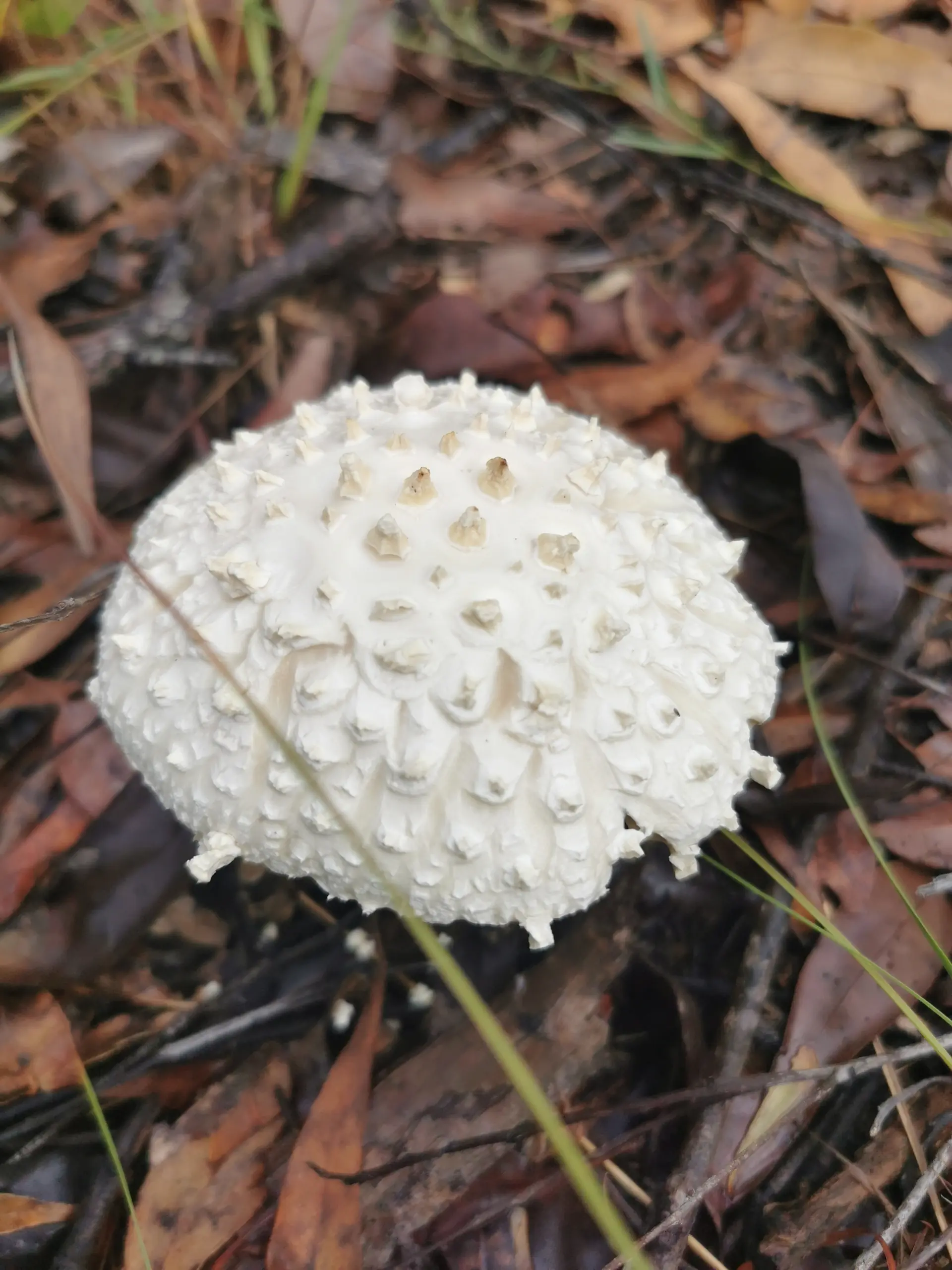 Pyramid Amanita (Amanita pyramidifera) - White convex cap with sharp, pyramidal warts, White, crowded gills free from the stem, Thick white stem with a membranous partial veil, Distinct bulbous base with friable volva remnants