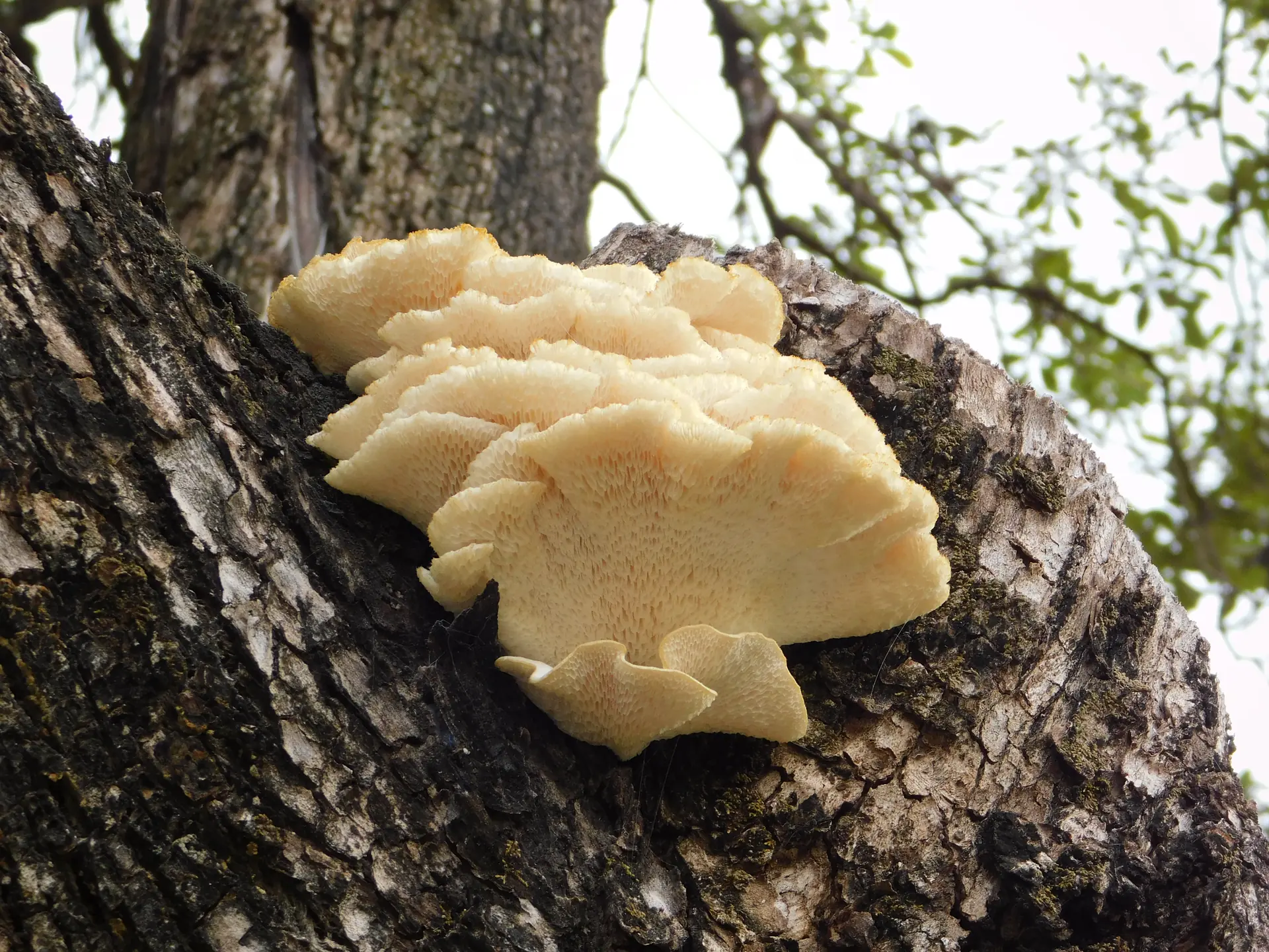Northern Tooth Fungus (Climacodon septentrionalis) - Shelf-like, overlapping bracket caps, Underside covered in crowded, downward-pointing teeth, Pale cream to yellowish-white coloration, Grows directly on hardwood tree trunks