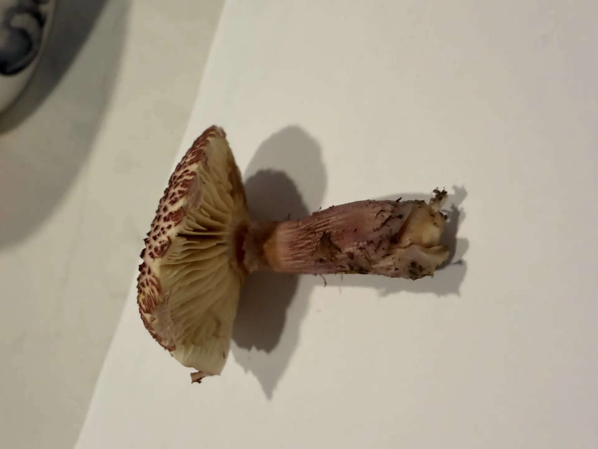 Yellow-gilled Gymnopilus (Gymnopilus luteofolius) - Purplish-red to maroon scales on cap, Pale yellow to mustard yellow gills, Fibrous, purplish-flushed stem, Grows on wood chips or dead wood