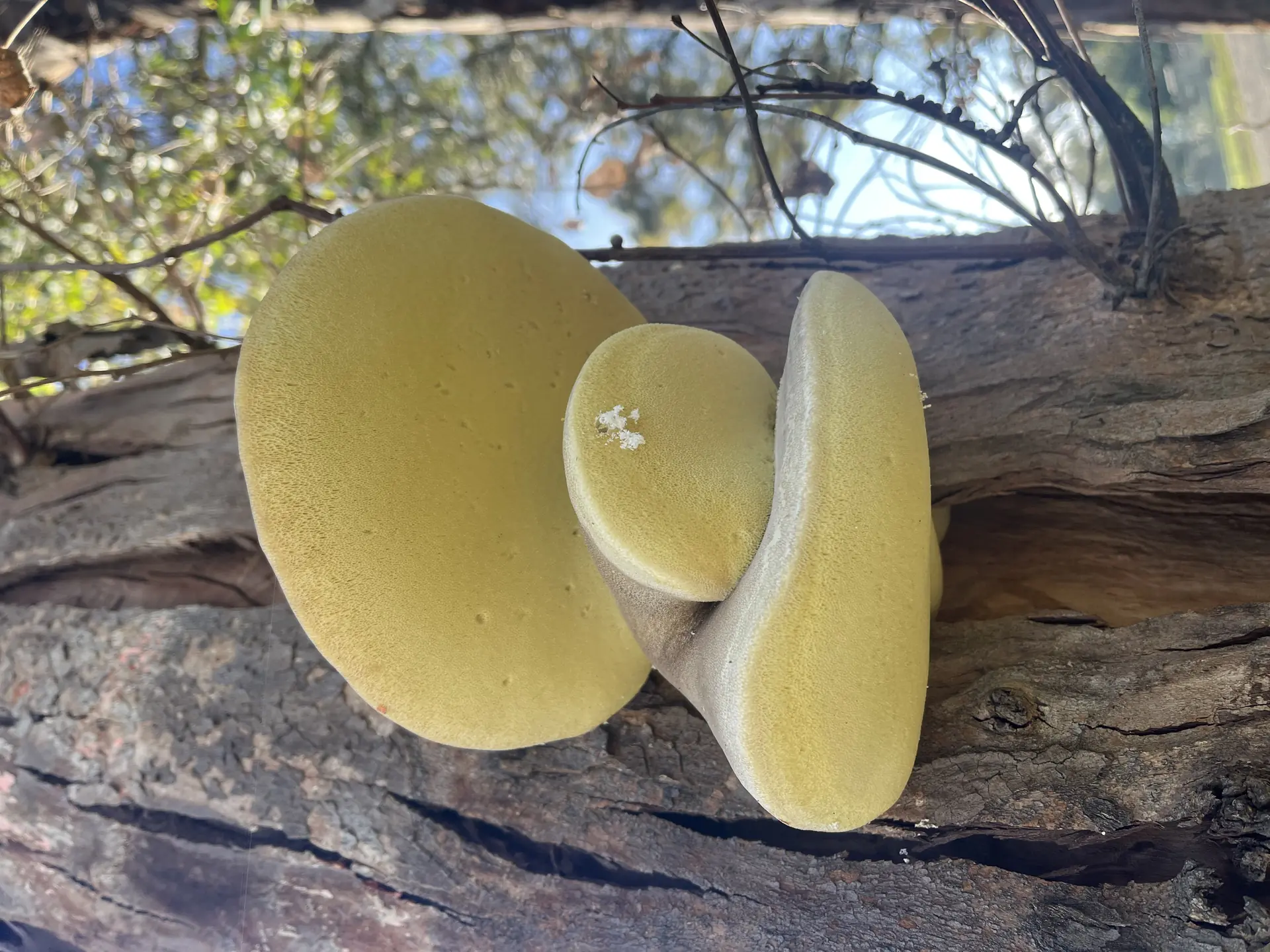 Curry Punk (Piptoporus australiensis) - Thick, bulbous, shelving bracket shape, Bright saffron-yellow, finely porous underside, Pale grayish to yellowish-brown velvety upper surface, Grows directly on eucalyptus trunks or logs, Stains adjacent wood yellow