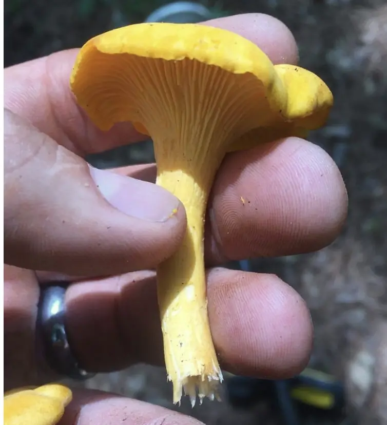 Golden Chanterelle (Cantharellus cibarius) - Yellow to pale orange coloration, Blunt, decurrent ridges (false gills), Solid, fleshy stem tapering to the base, Wavy, irregular cap margins