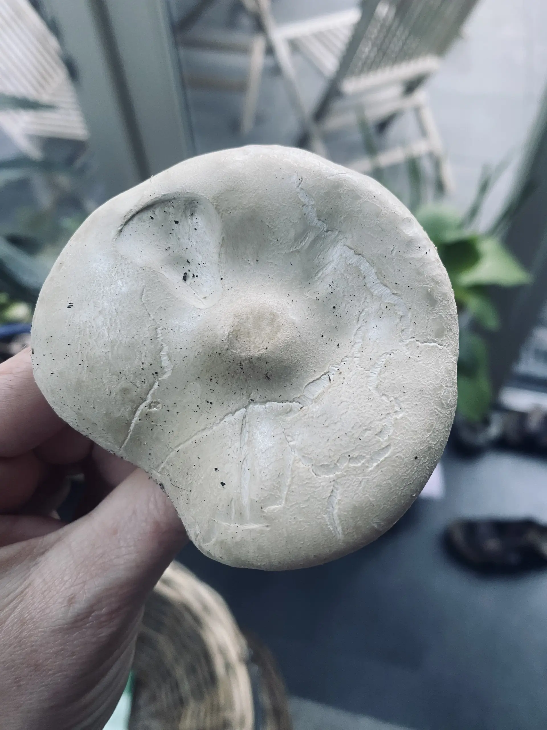 Warty Cavalier (Melanoleuca verrucipes) - Whitish to pale cream cap with a slight central depression, Crowded, adnate to slightly decurrent pale gills, Stem distinctly covered in dark brown to blackish scabrous squamules, Fleshy, moderately robust structure with soil attached to base