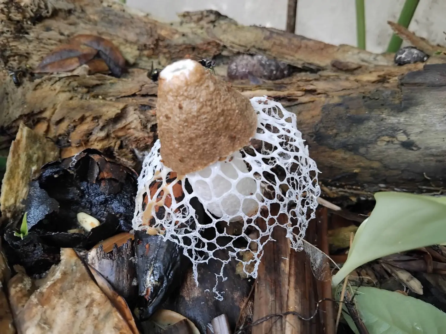 Long Net Stinkhorn (Phallus indusiatus) - White, lace-like indusium (skirt), Conical cap with brownish-green slime, White, hollow, spongy stem, Foul, carrion-like odor, Emerges from a gelatinous 'egg' base