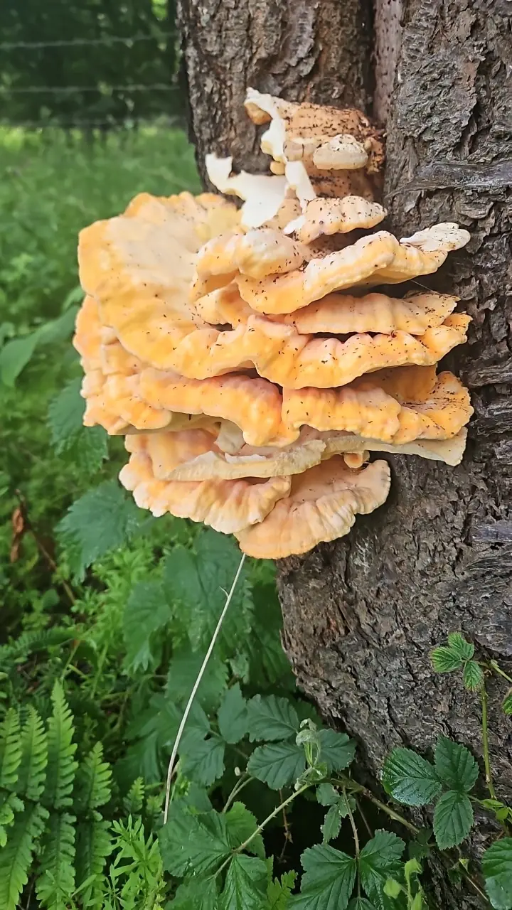 Chicken of the Woods (Laetiporus sulphureus) - Overlapping fan-shaped brackets, Bright orange upper surface, Sulfur-yellow pore surface (no gills), Pliable, fleshy texture when young, Grows directly from wood