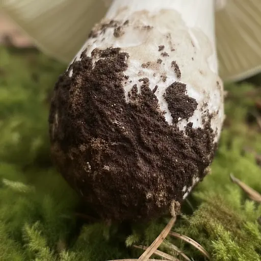 Volva