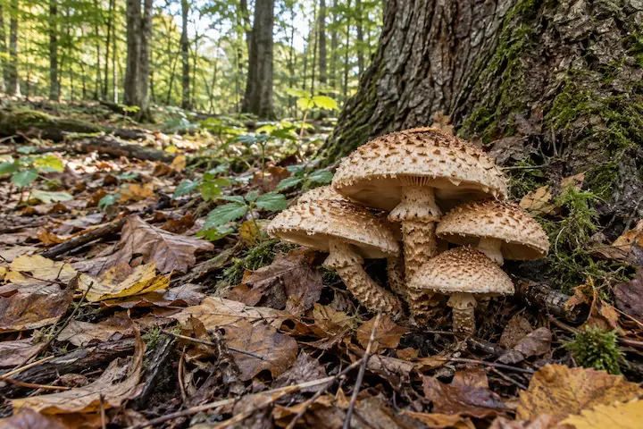 Mushrooms growing in leaf litter beside a tree, with surrounding trees visible