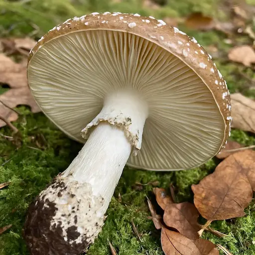 Stem
